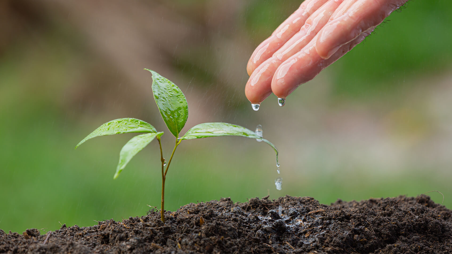 فرم ورود به سامانه برهان